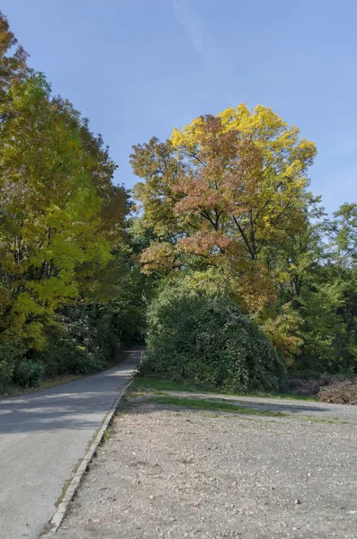 Kolor drzew jesienią, Pancharevo — Zdjęcie stockowe