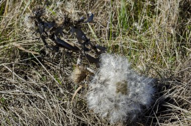 Thistle (viski) çiçek ve tohum alanında, Plana dağ arka plan