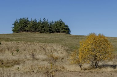 Renk ağaçlarda sonbahar, Plana dağ