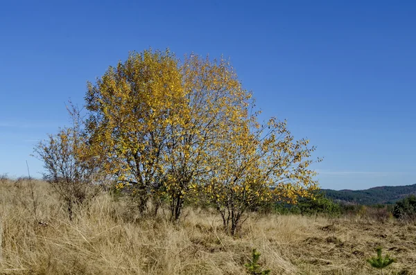 Beauty color trees in autumn, Plana mountain — Stock Photo, Image