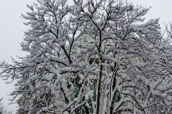 Todo branco abaixo da neve, paisagem de inverno em árvores cobertas da neve pesada — Fotografia de Stock