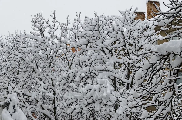 Todo branco abaixo da neve, paisagem de inverno em árvores cobertas da neve pesada , — Fotografia de Stock