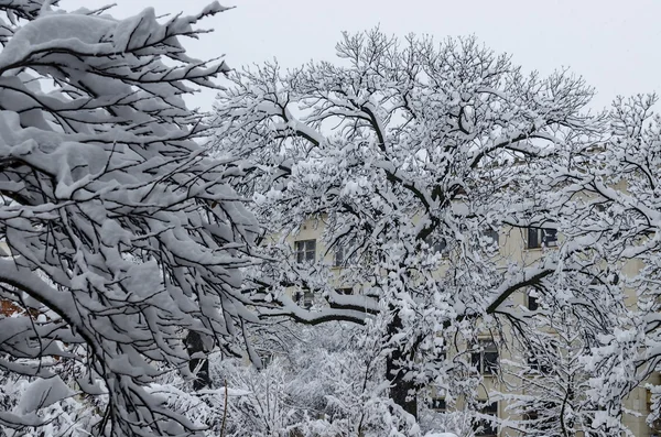 Minden fehér hó alatt, a fák téli táj hóval nehéz — Stock Fotó