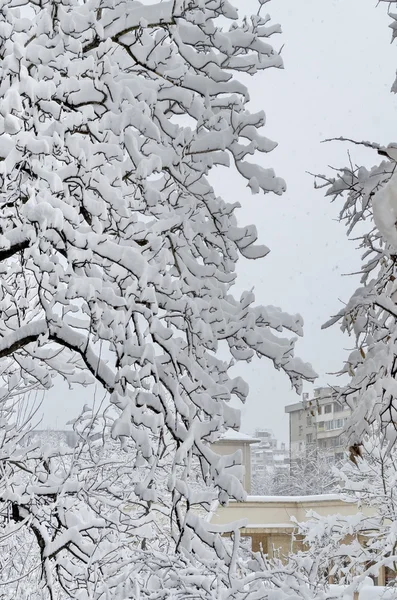 Todo branco abaixo da neve, paisagem de inverno em árvores cobertas da neve pesada — Fotografia de Stock