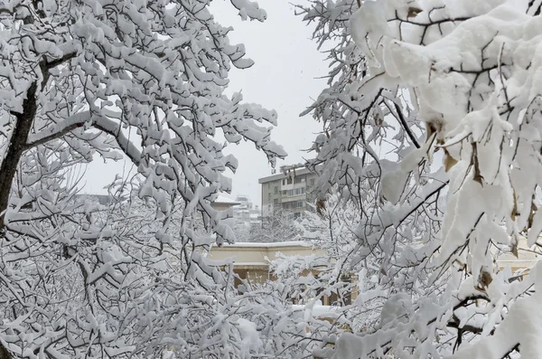 Все белое под снегом, зимний пейзаж у деревьев, покрытых тяжелым снегом — стоковое фото