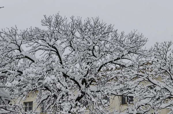 Всі білі під снігом, зимовий пейзаж на деревах, покритих сильним снігом — стокове фото
