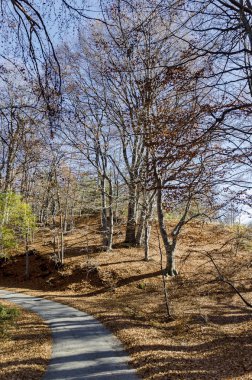 Antumnal orman Plana dağ düşmüş yaprakları ile