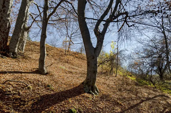 プラナ山の落ち葉と Antumnal フォレスト — ストック写真