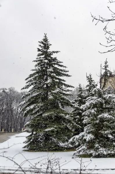 Сосна на снігопаді взимку — стокове фото