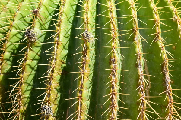 Agujas Grandes Superficie Verde Cactus — Foto de Stock