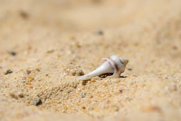 Hermit Crab Hiding Shell Sandy Beach — Stock Photo, Image