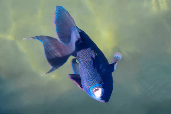 Peces Depredadores Mar Rojo Primer Plano —  Fotos de Stock