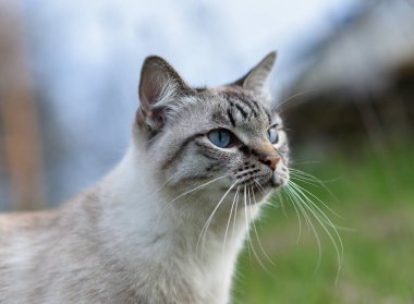 Yetişkin Siyam kedisi çimenlerde yürüyor.