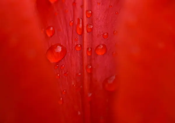 Water Drops Bright Red Petal Macro Sensuality Intimacy — Stock fotografie