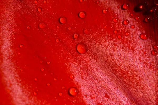 Gocce Acqua Petalo Fiore Rosso Vivo — Foto Stock