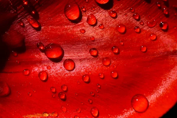 Gocce Acqua Petalo Fiore Rosso Vivo — Foto Stock