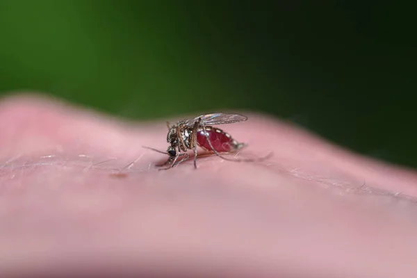 Mosquito Bebe Sangre Del Cuerpo Humano —  Fotos de Stock