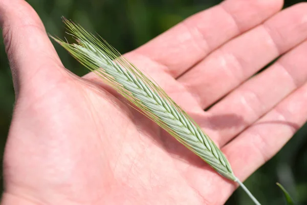Молодой Зеленый Колос Пшеницы Руке — стоковое фото