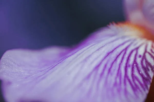 Uzun Yapraklı Parlak Mor Bir Çiçeğin Makro Fotoğrafı — Stok fotoğraf