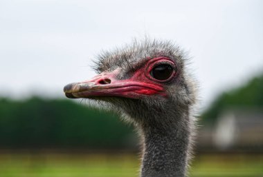 Yetişkin bir devekuşunun ağzı, yakın plan..