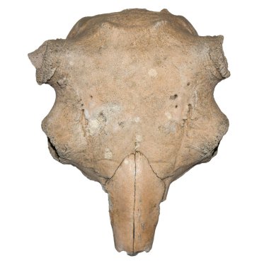 Antik bir bizonun kafatası, izole.