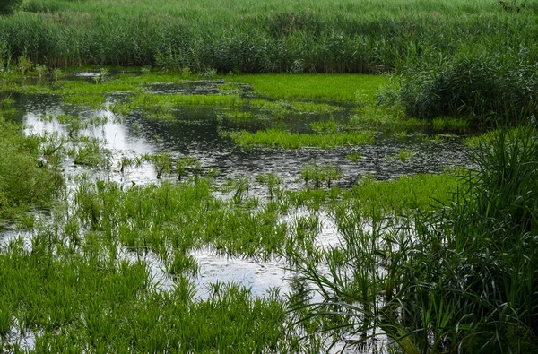 Paysage Humide Dans Forêt Biélorussie — Photo