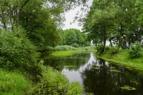 ベラルーシの森の湿地の風景 — ストック写真