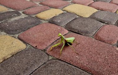 locusts crawling on paving stones