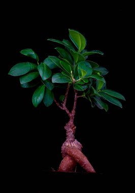 Beyaz arkaplanda izole edilmiş ficus ağacı, kırpma yolu dahil