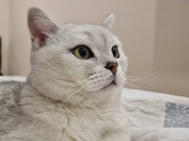 Beyaz arka planda beyaz bir İskoç kedisi yatıyor