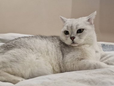 Beyaz arka planda beyaz bir İskoç kedisi yatıyor