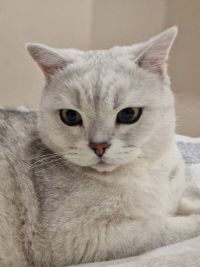 Beyaz arka planda beyaz bir İskoç kedisi yatıyor
