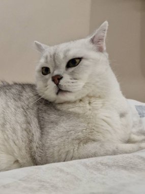 Beyaz arka planda beyaz bir İskoç kedisi yatıyor