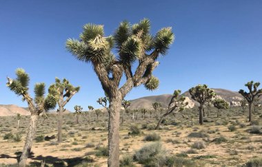 Joshua ağacı: her daim yemyeşil bir bitki,