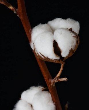 Siyah arka planda pamuk fabrikası, yakın plan, makro