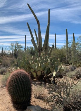 Saguaro Ulusal Parkı - Rincon Dağı Bölgesi