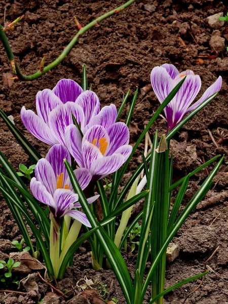 Bahar güzel mor bitkisi çiçeği.