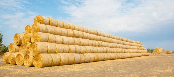 Fardos de heno en el campo después de la cosecha — Foto de Stock