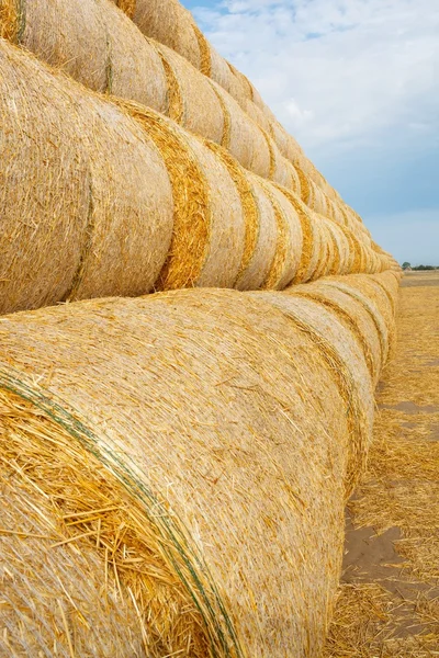 Fardos de heno en el campo después de la cosecha — Foto de Stock