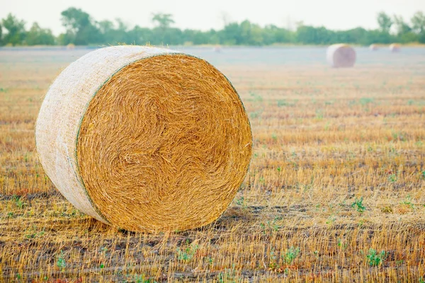 Fardos de heno en el campo después de la cosecha — Foto de Stock