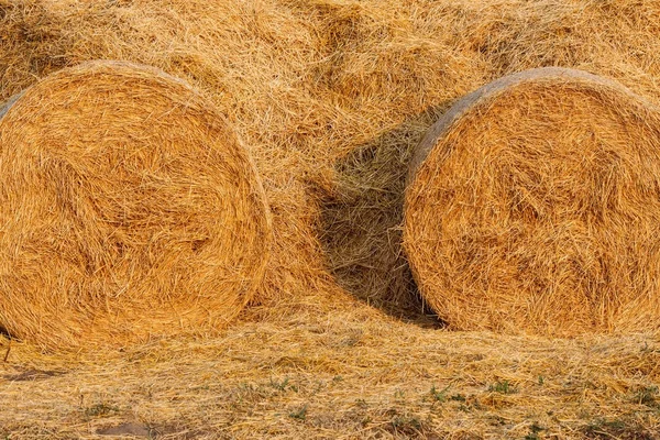 Fardos de feno no campo após a colheita — Fotografia de Stock