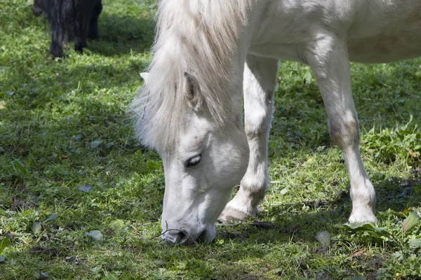 Hermoso caballo blanco — Foto de Stock