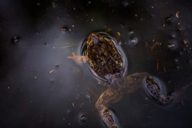 Bataklıkta ürpertici kurbağa