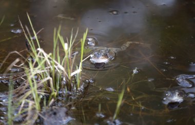 Kurbağa rahatlatıcı bir bataklıkta
