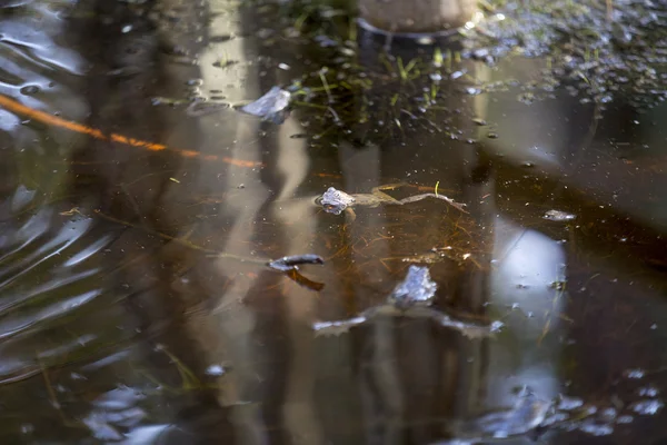 Rana en un pantano —  Fotos de Stock