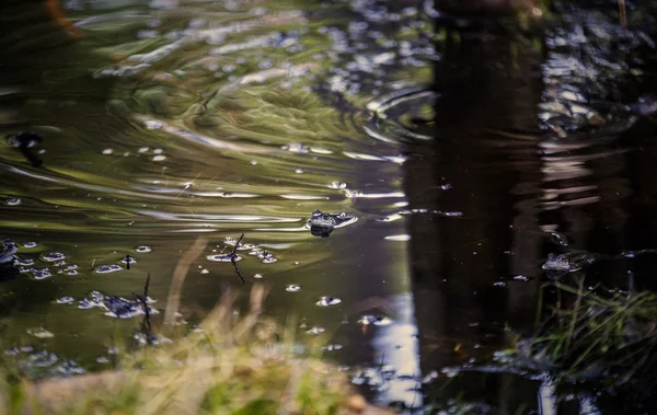 Frog pływanie — Zdjęcie stockowe
