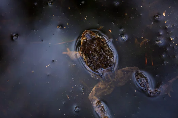 Frog chilling in a swamp — Stock Photo, Image