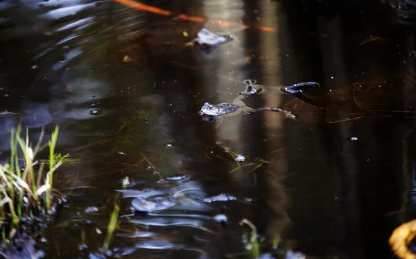 Rana nadando en un pantano oscuro —  Fotos de Stock