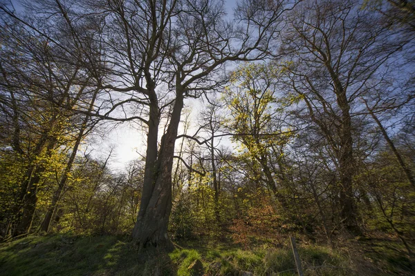 Vibrant forrest — Stock Photo, Image