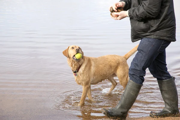 Adam yürüyen köpek İskoç Loch içinde